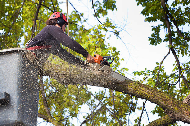 Professional Tree Services in Placerville, CA